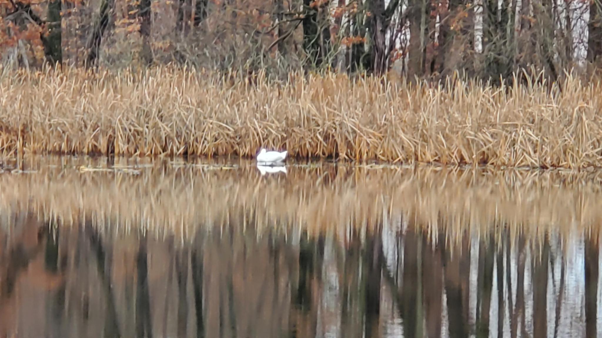 Swan on the lake at ViRA